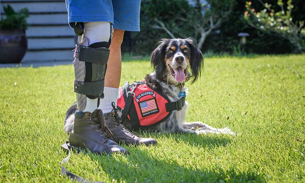 Pictured: a spaniel wearing a red US Marines service vest next to a veteran with an injured leg