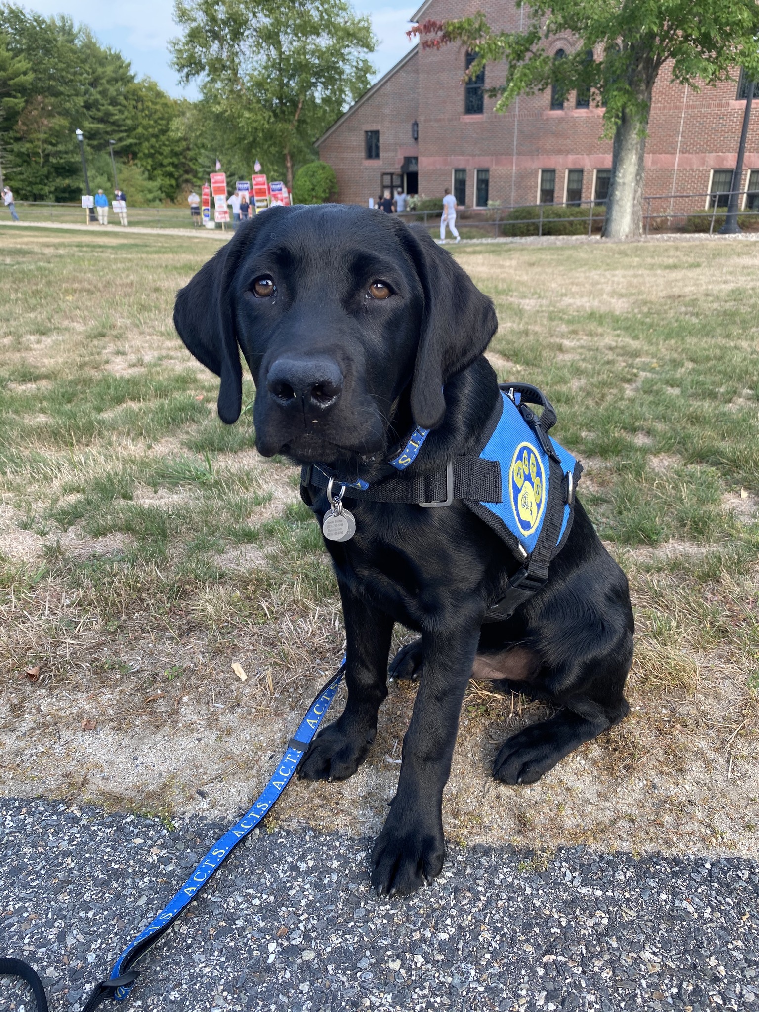 Black lab wearing a police vest sitting and looking at the camera