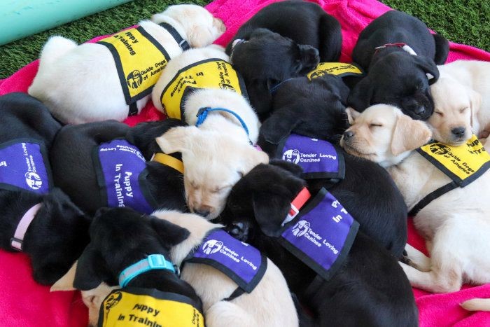 Image of a pile of lab puppies, golden and black, all sleeping together on a pink blanket with Service Dog in training vests on