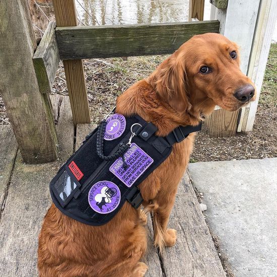 Service Dog Wearing a Vest