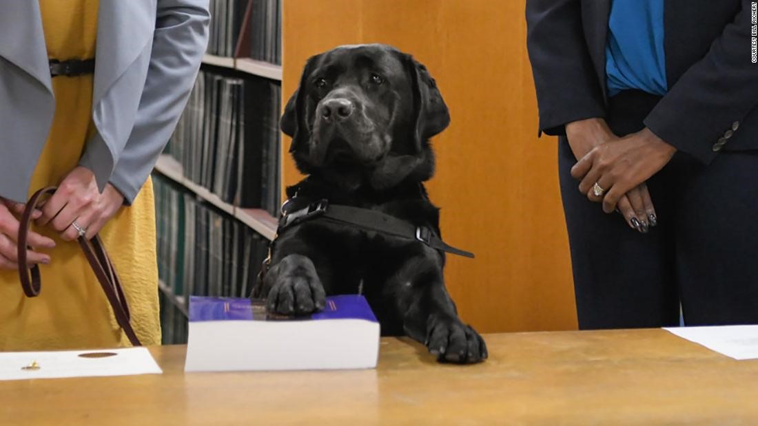 Image of a black lab standing at a table with a paw on a law book, seemingly "swearing in", a woman with a yellow dress holds his leash to his right and another individual in a pantsuit stands to his left with folded hands